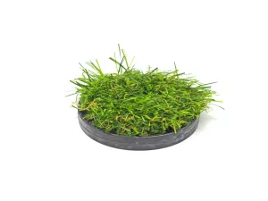 toro flxinf-turfcap
